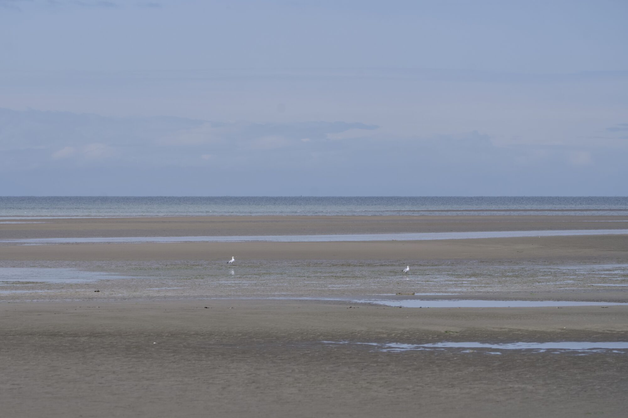 Looking out at the low tide flats. Water is far away, and in the middle distance are two seagulls walking around on the wet sand