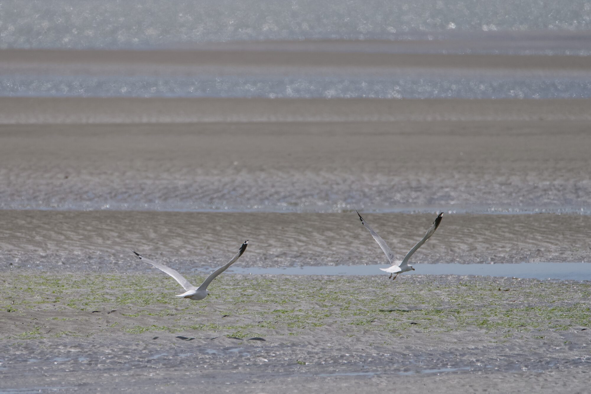 Two gulls flying low over the low tide sand