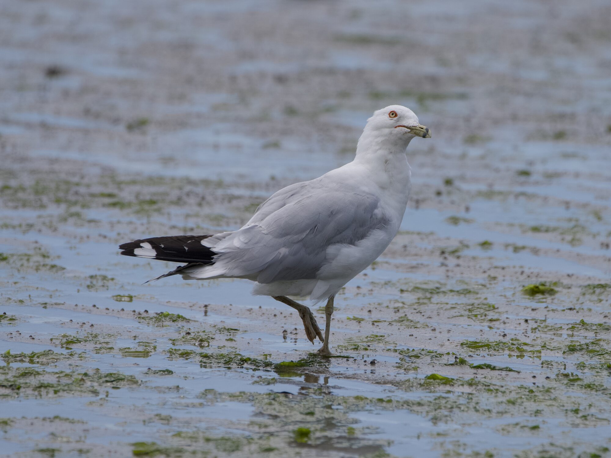 A Ring-billed gull walking in wet gunky sand, cocking its head and looking up almost quizzically