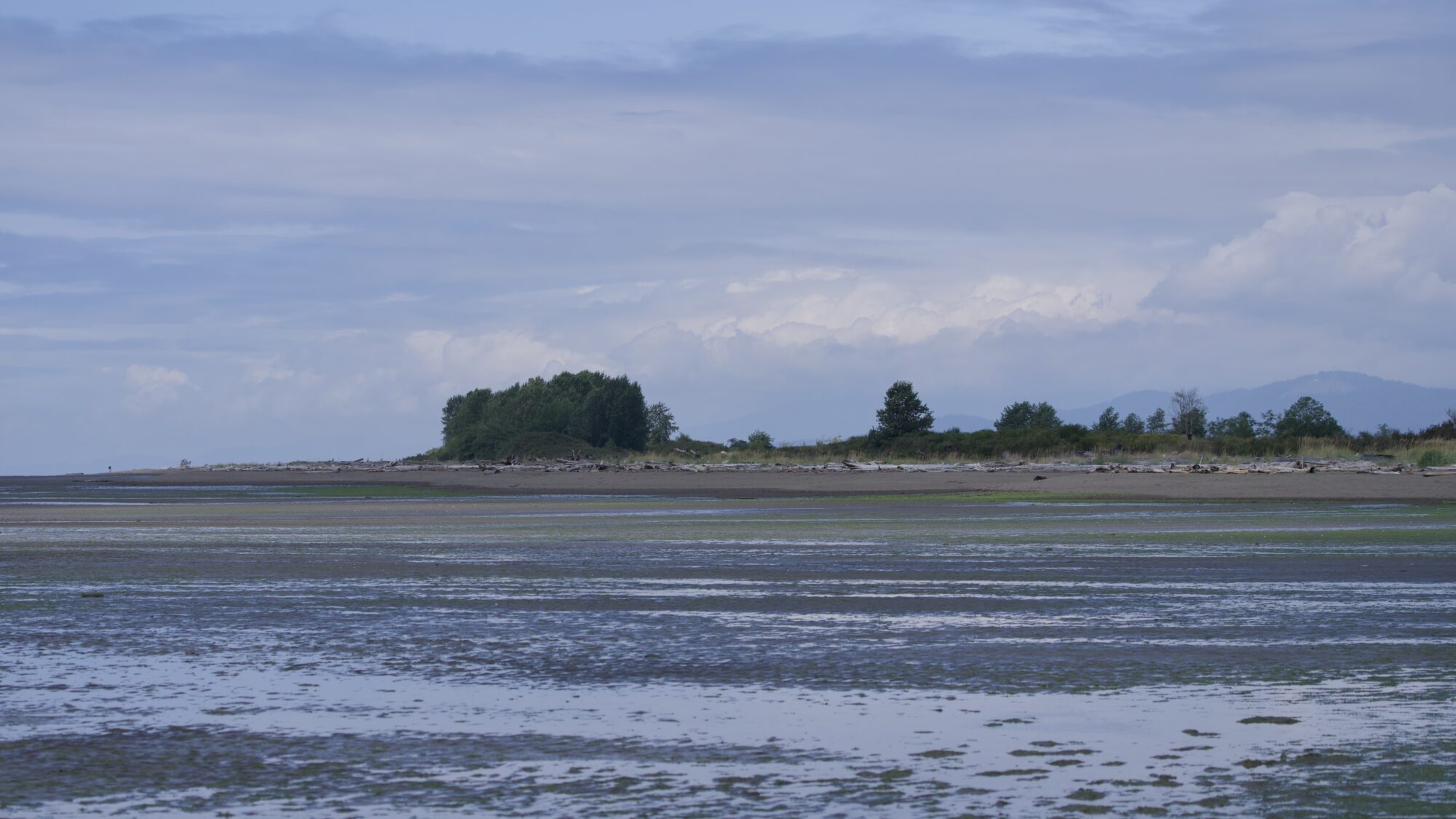 A view of the north jetty: a long narrow beach, with a line of trees behind it. Foreground is low tide wet sand