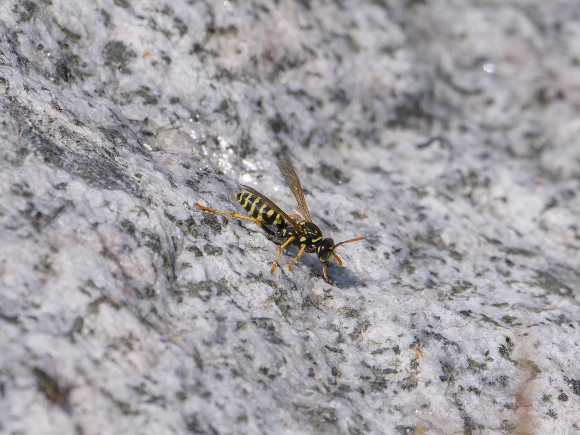 A yellowjacket wasp on a pale grey rock