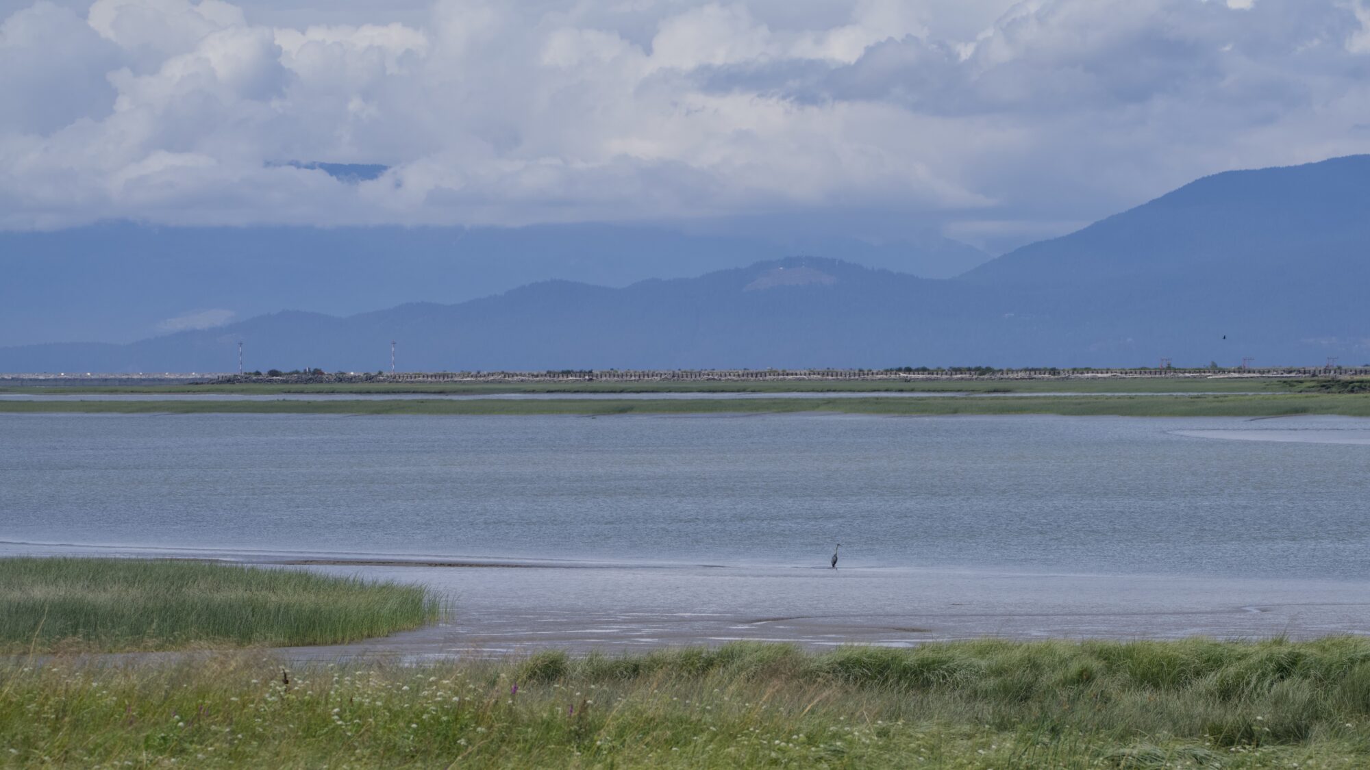 Fraser River north of Terra Nova. Reeds in foreground, a single Great Blue Heron in the shallows. Background: hazy blue mountains, and clouds