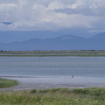 Fraser River north of Terra Nova. Reeds in foreground, a single Great Blue Heron in the shallows. Background: hazy blue mountains, and clouds