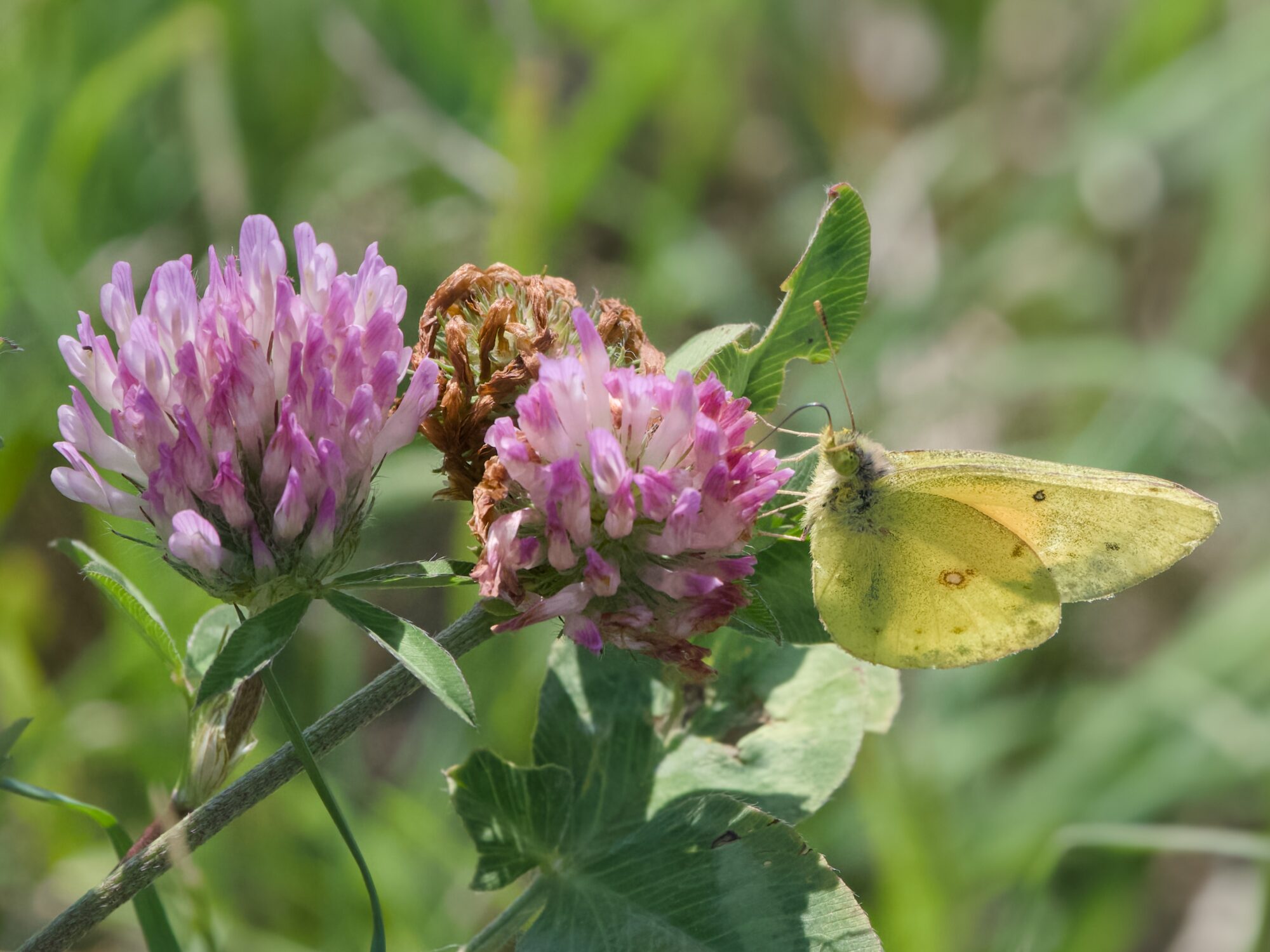A little yellow butterfly with a couple red spots on its wings is on a couple of white and mauve clover flowers