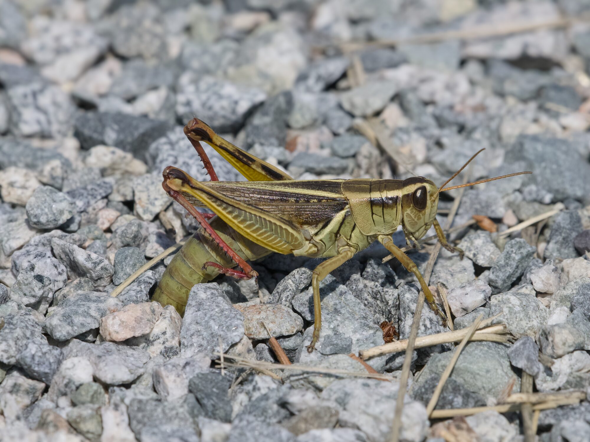 A mostly green grasshopper is on a gravelly trail, sticking its abdomen into the gravel