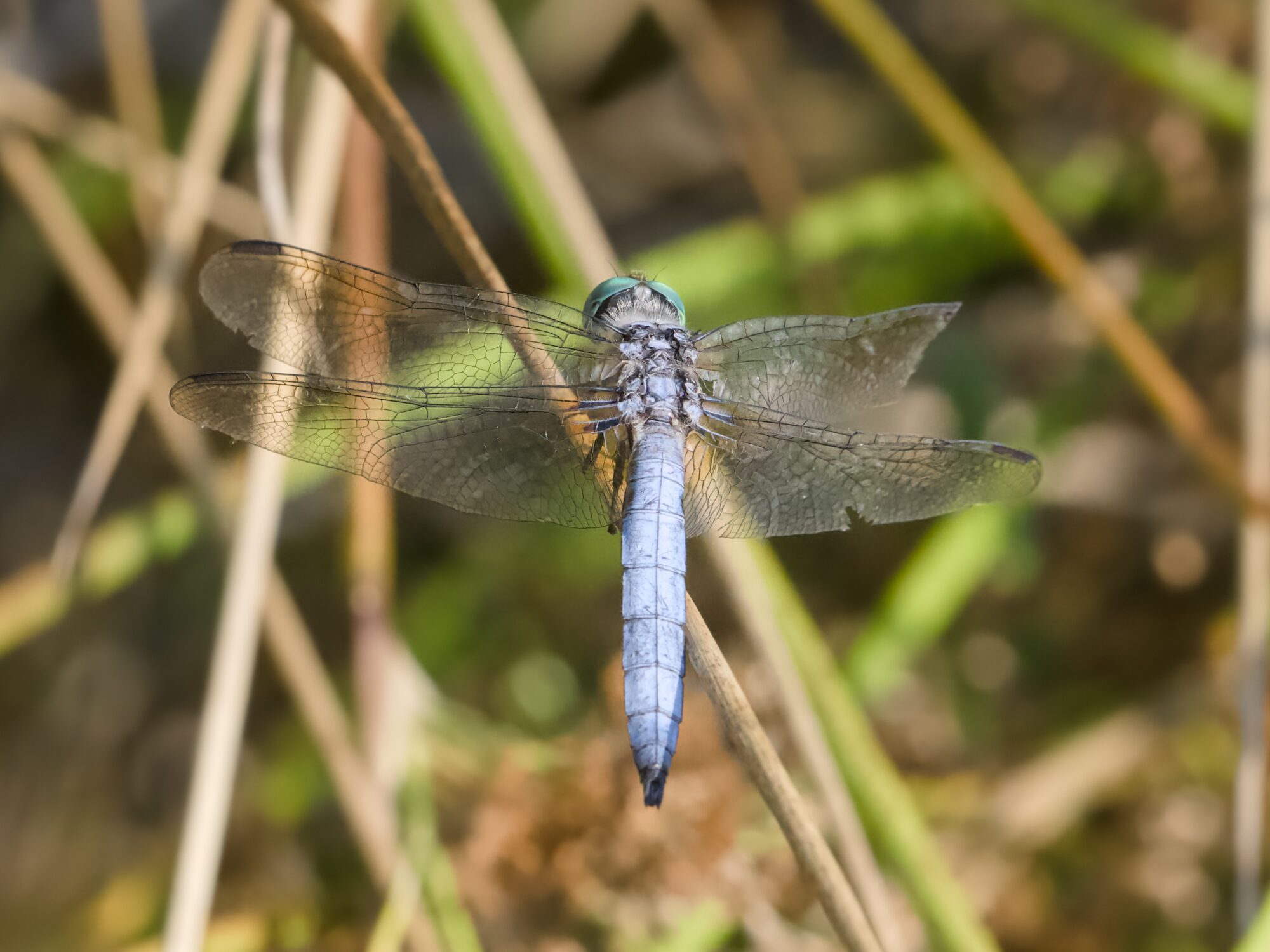 A Blue Dasher dragonfly having a rest on a twig. A bit of one wing is missing