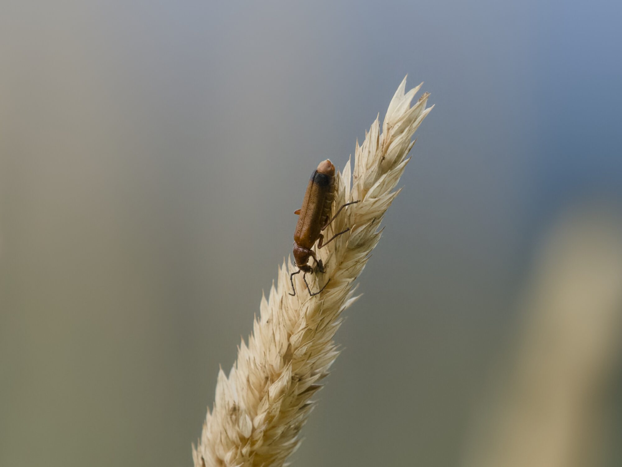 a red soldier beetle at the end of a yellow grass