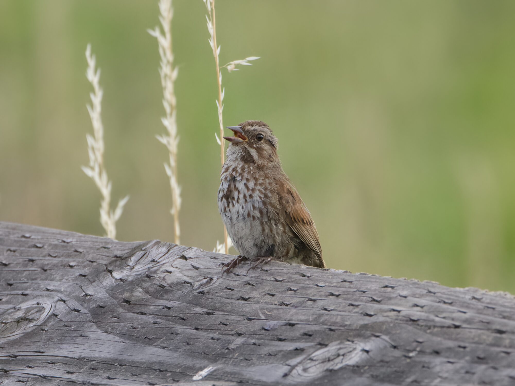 A Song Sparrow on a wooden fence, singing