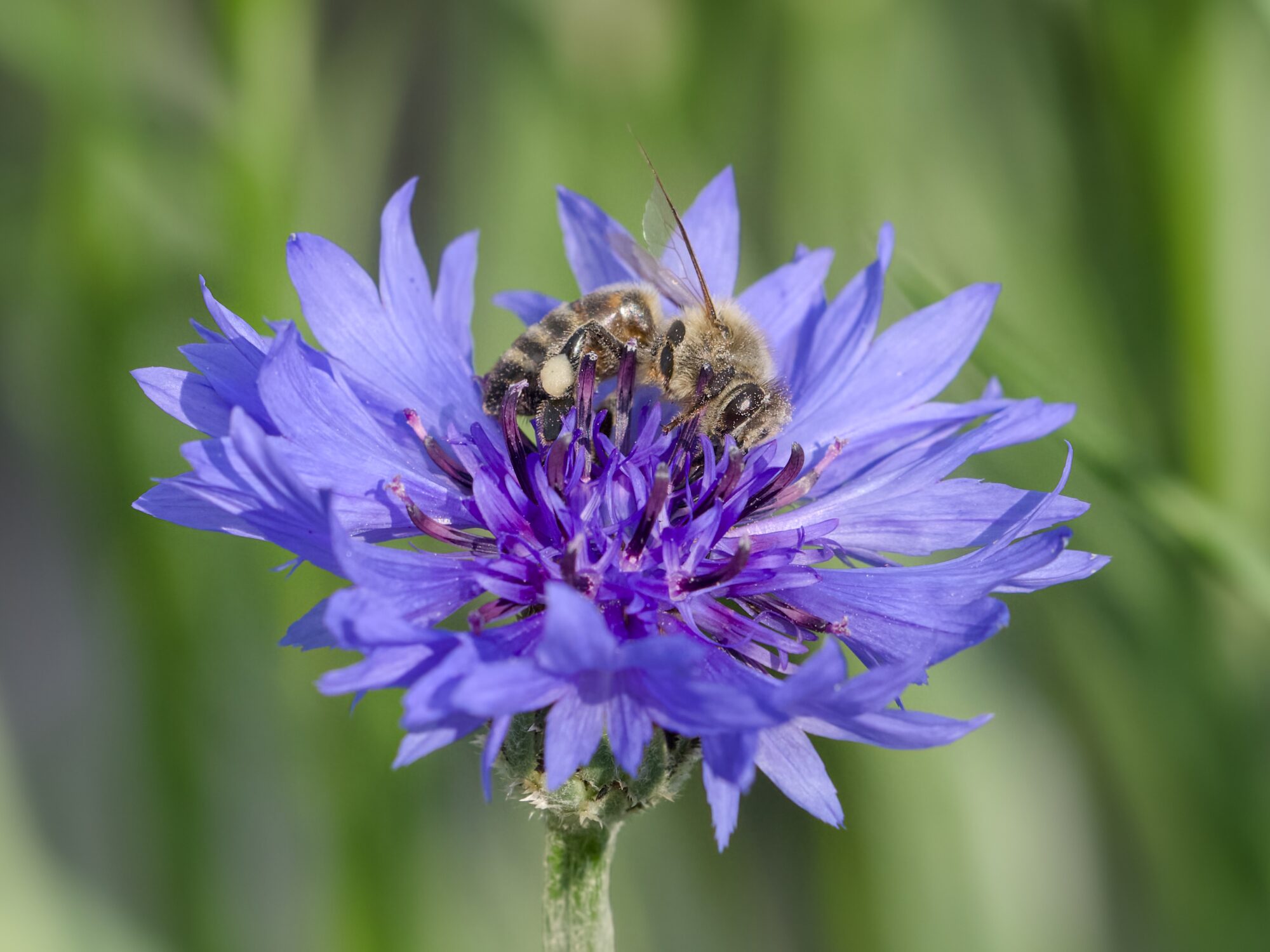 A honeybee on a bright blue and indigo flower