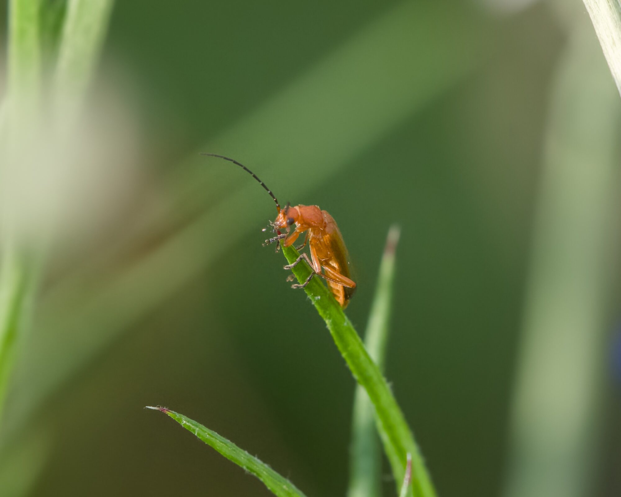 A red soldier beetle on the tip of a green grass shoot