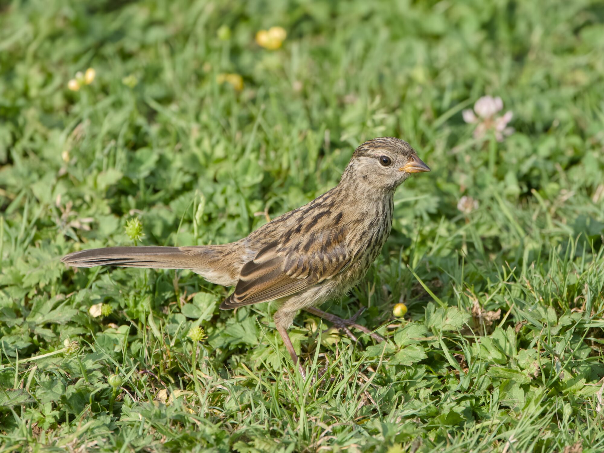 An immature White-crowned Sparrow walking in the grass