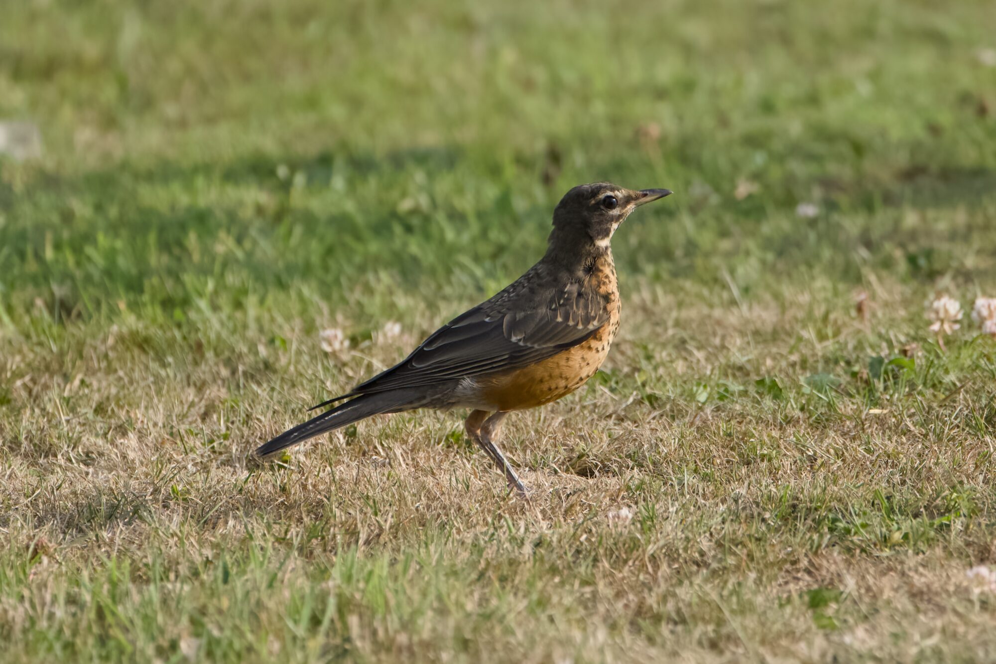 An immature Robin in the grass