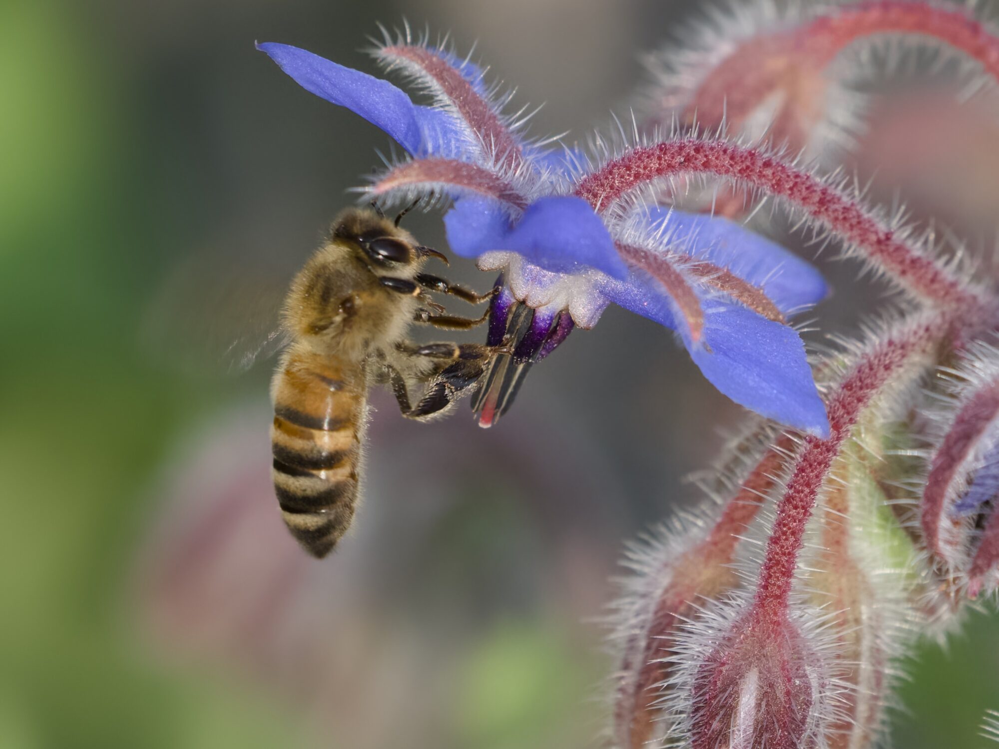 A honeybee on some blue and red flowers