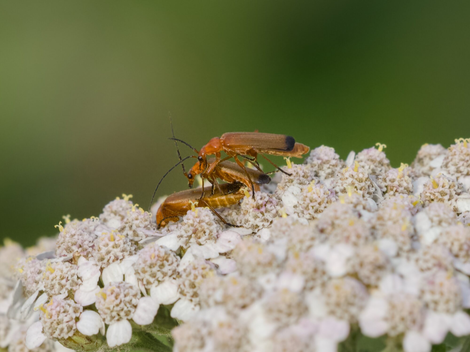 Three red soldier beetles on a cluster of small white flowers