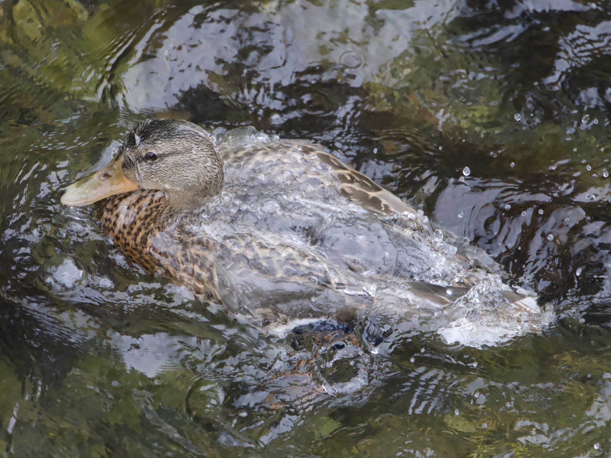 A male Mallard duck, seen from directly above, splashing about in shallow water