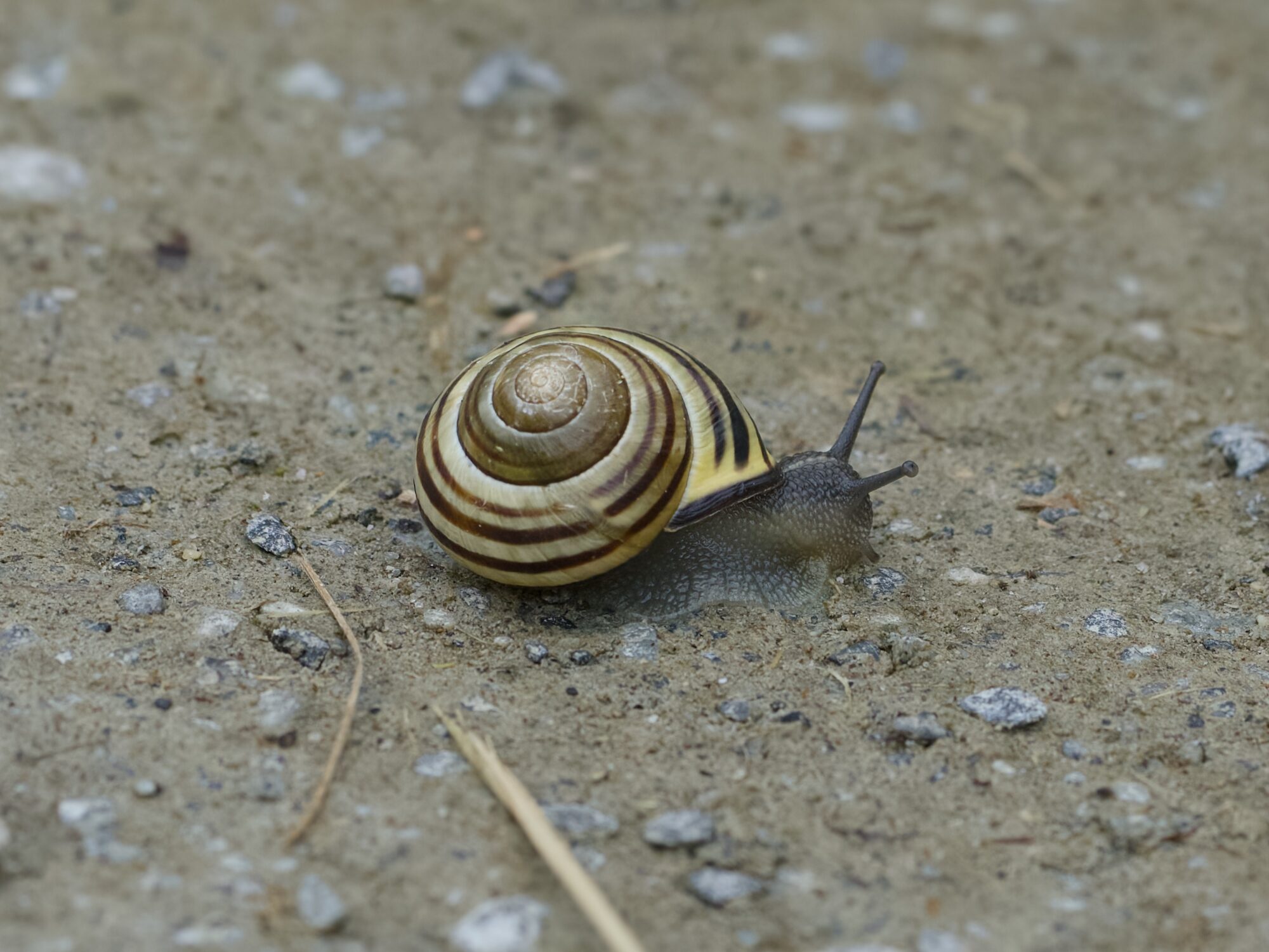 A little snail on the trail