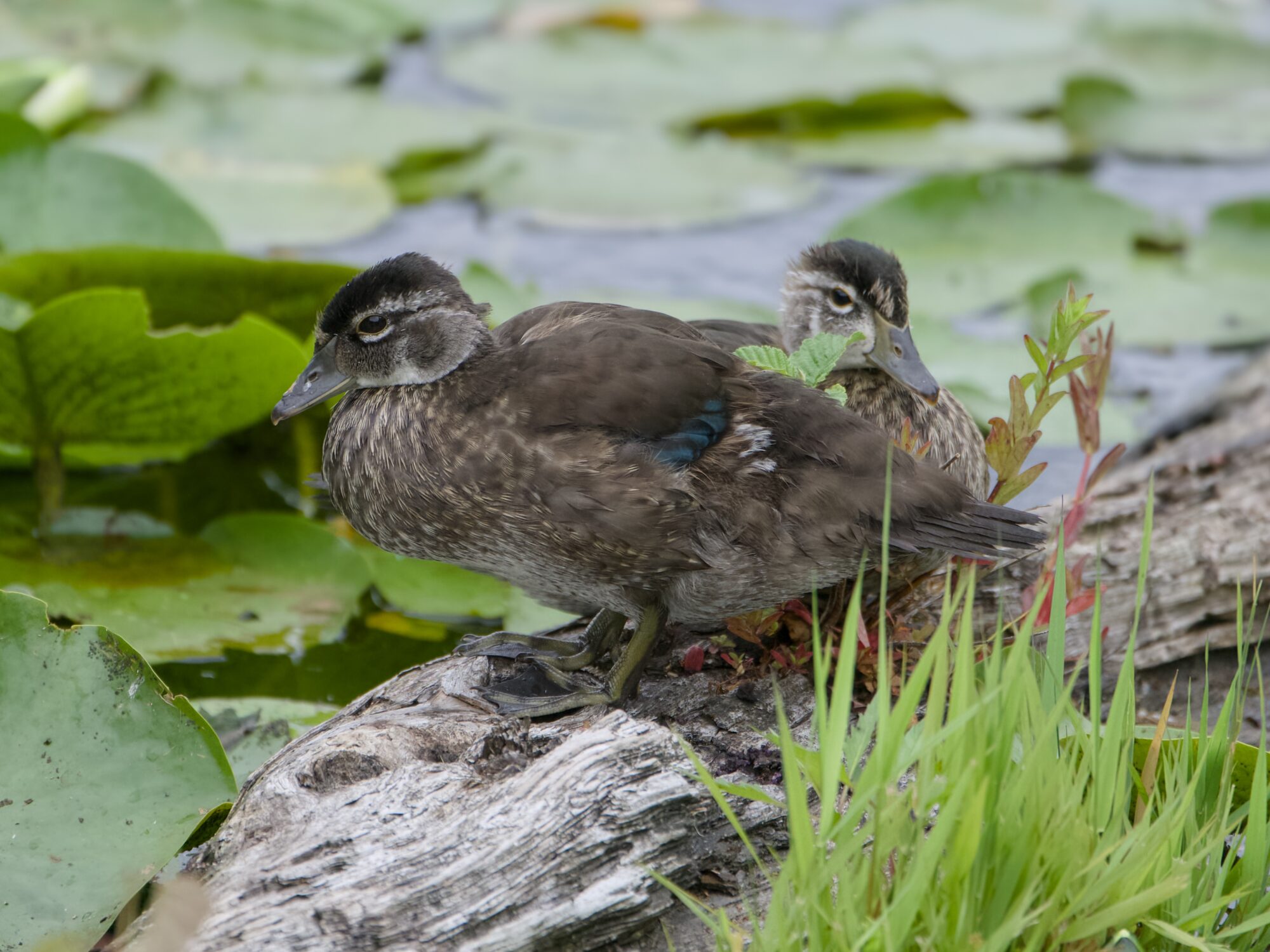 Two immature male Wood Ducks, sitting together on a log. The log is in water, surrounded by green grasses and lilypads