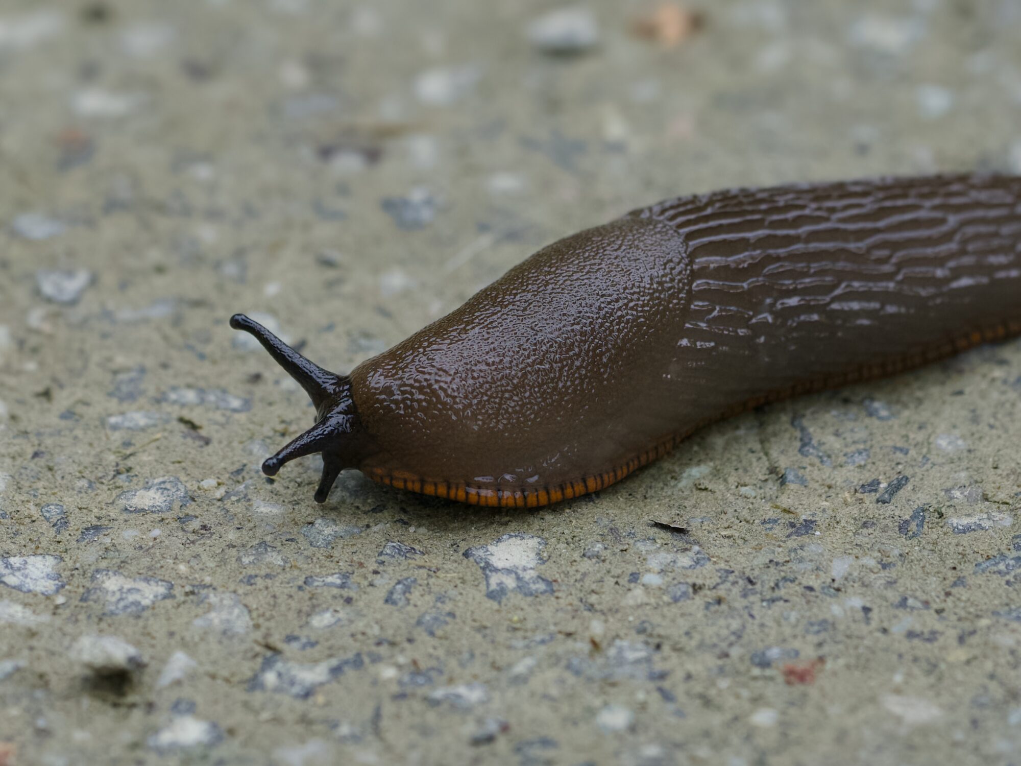 Close up of a dark brown slug's head, on the trail