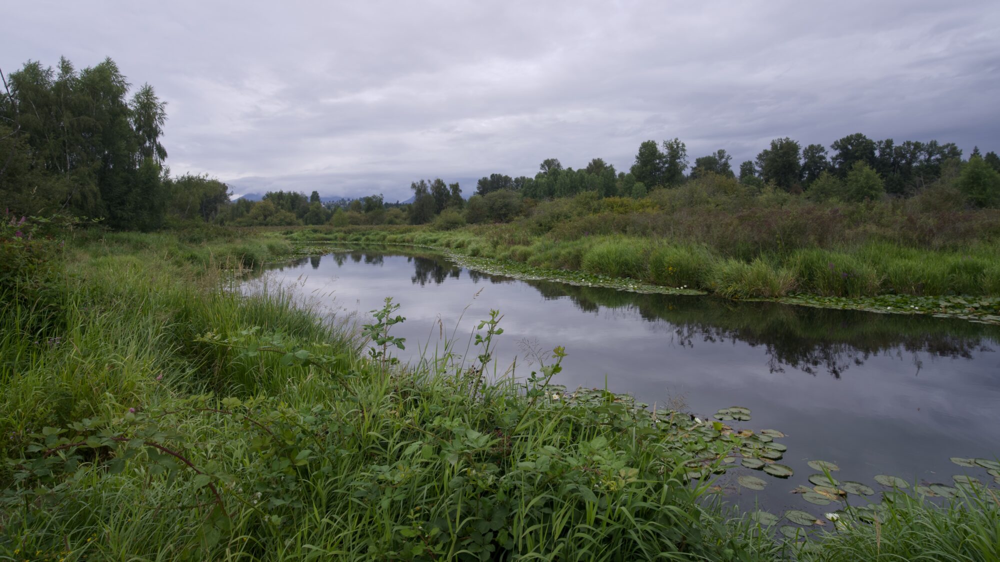 Still Creek, downstream from the bridge. It is surrounded by lush greenery and a few trees in the background. The sky is overcast, and the water is mirror-smooth