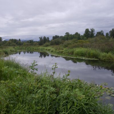 Still Creek, downstream from the bridge. It is surrounded by lush greenery and a few trees in the background. The sky is overcast, and the water is mirror-smooth