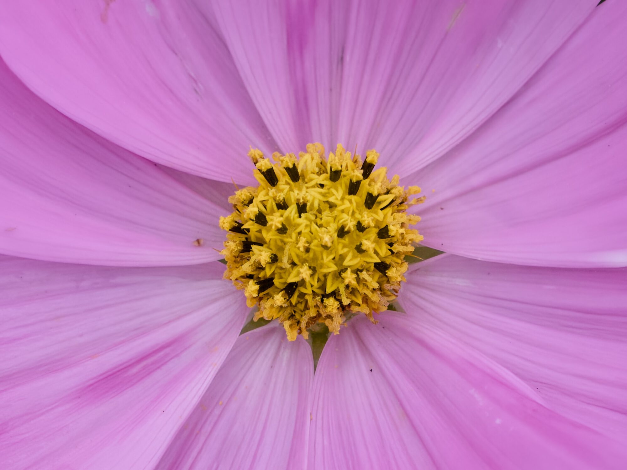 Closeup of a yellow and brown flower core, with pale mauve petals