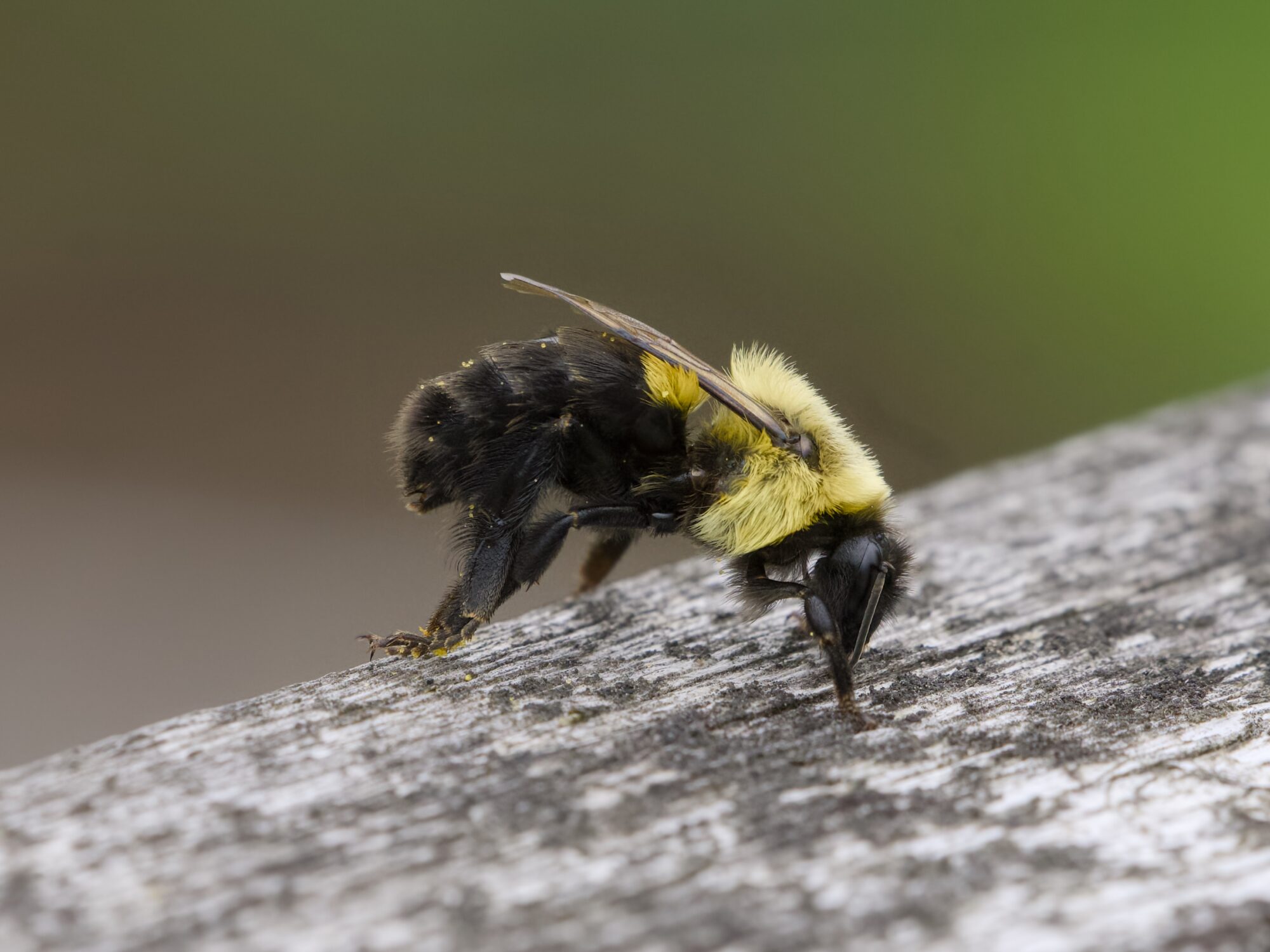 A bumblebee on a wooden fence
