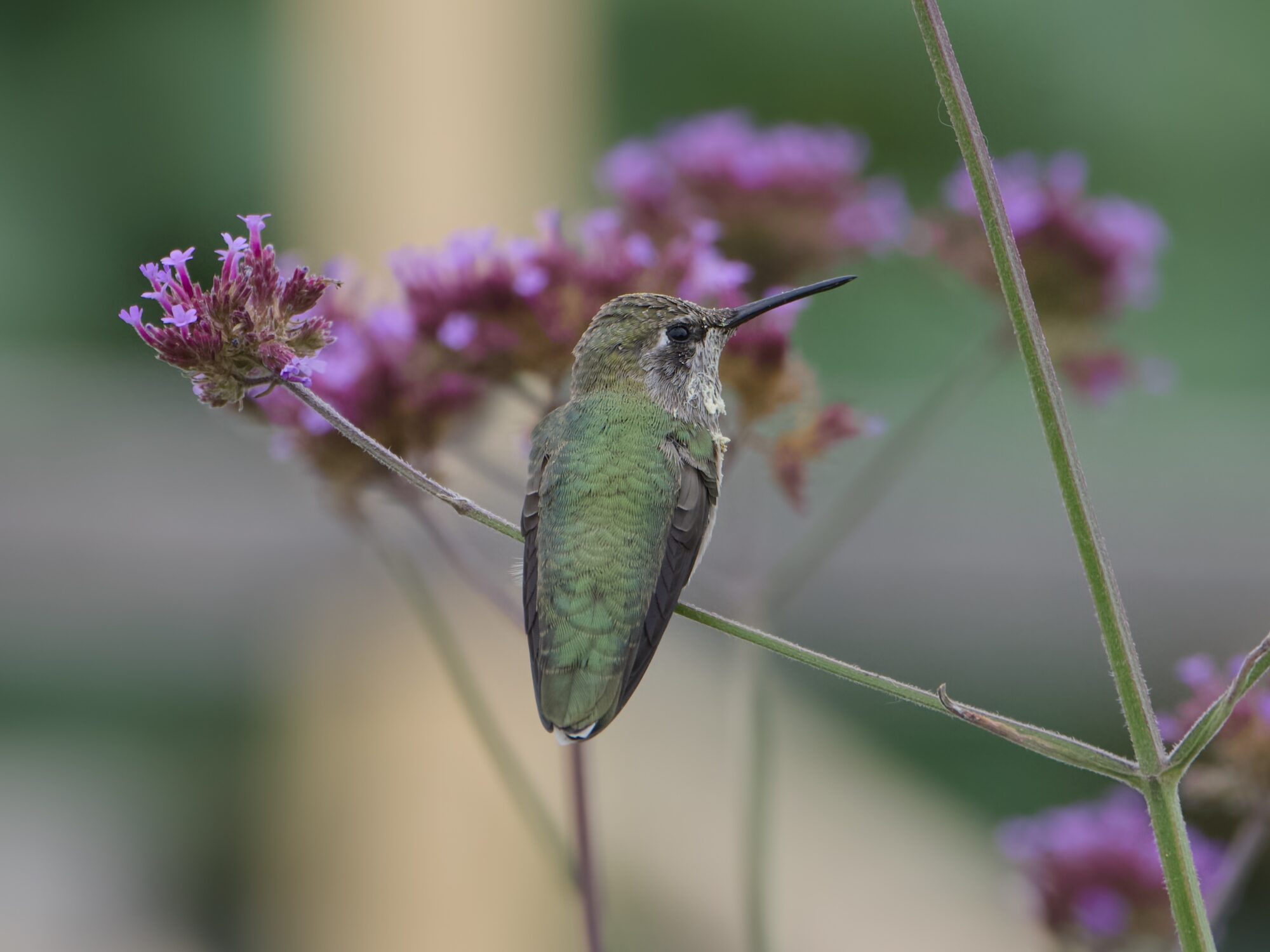 An Anna's Hummingbird perching with her back to us, but head turned to the right