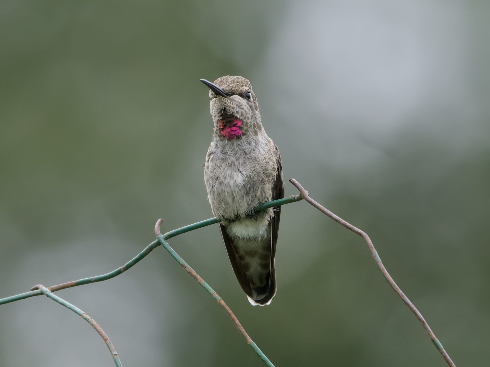 An immature male Anna's Hummingbird is perched on a wire fence, just above eye level