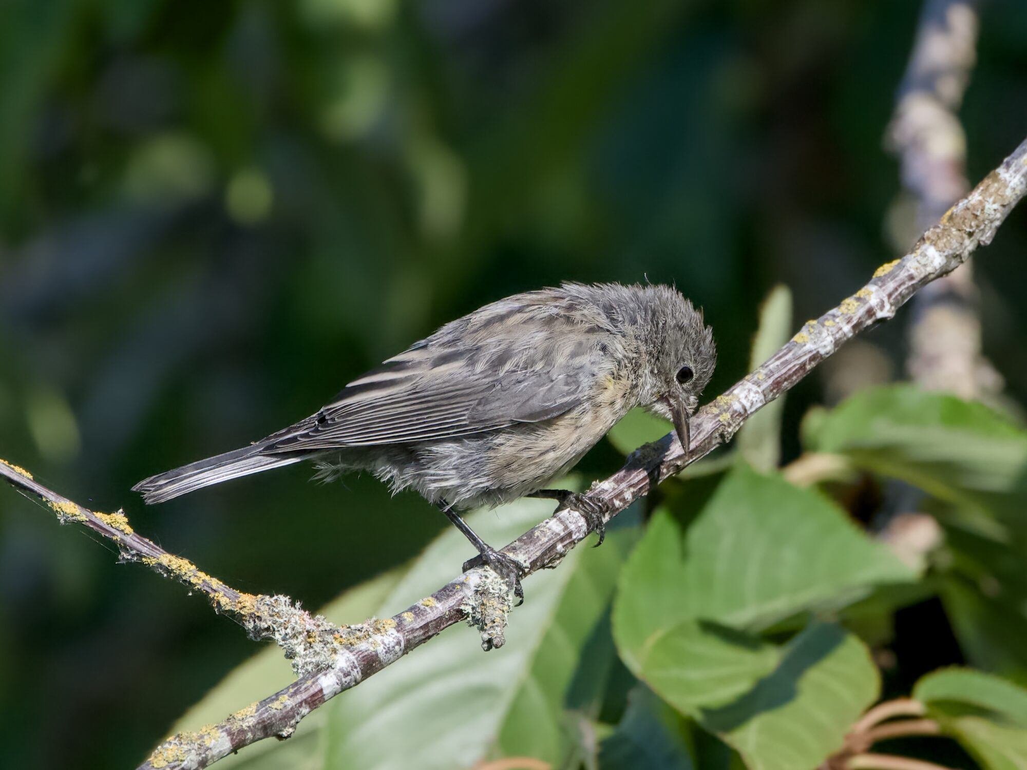 A juvenile Yellow-rumped Warbler, still rather grey and drab but with a bit of a yellow wash on its upper chest. It is perched on a branch, looking down. Background is dark shady foliage
