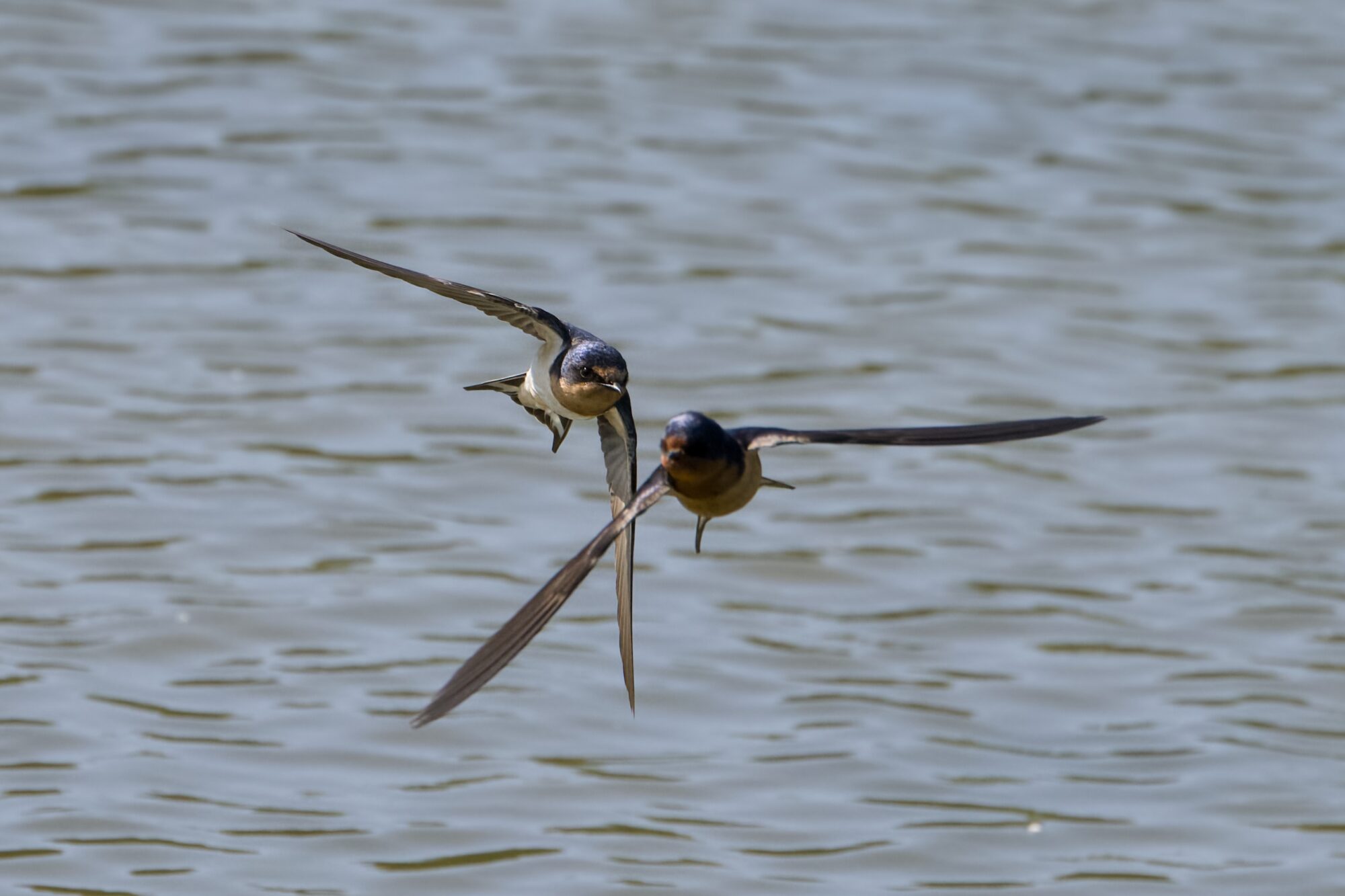 Two barn swallows in flight, seemingly about to crash but one is actually a bit out of focus and so closer to the camera