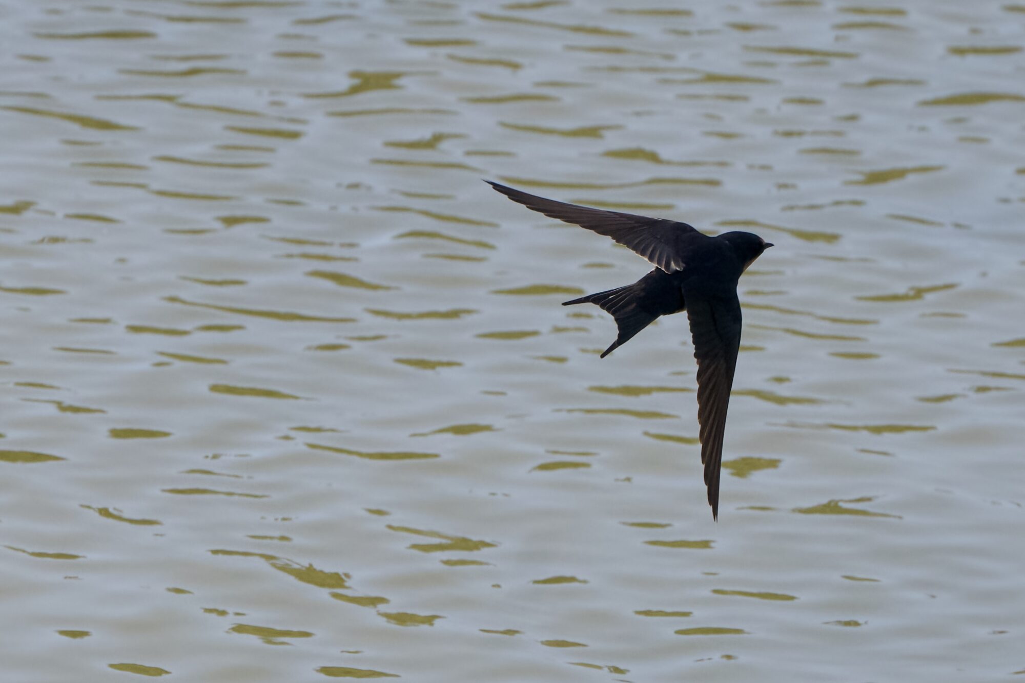 A Barn Swallow in flight, in the shade