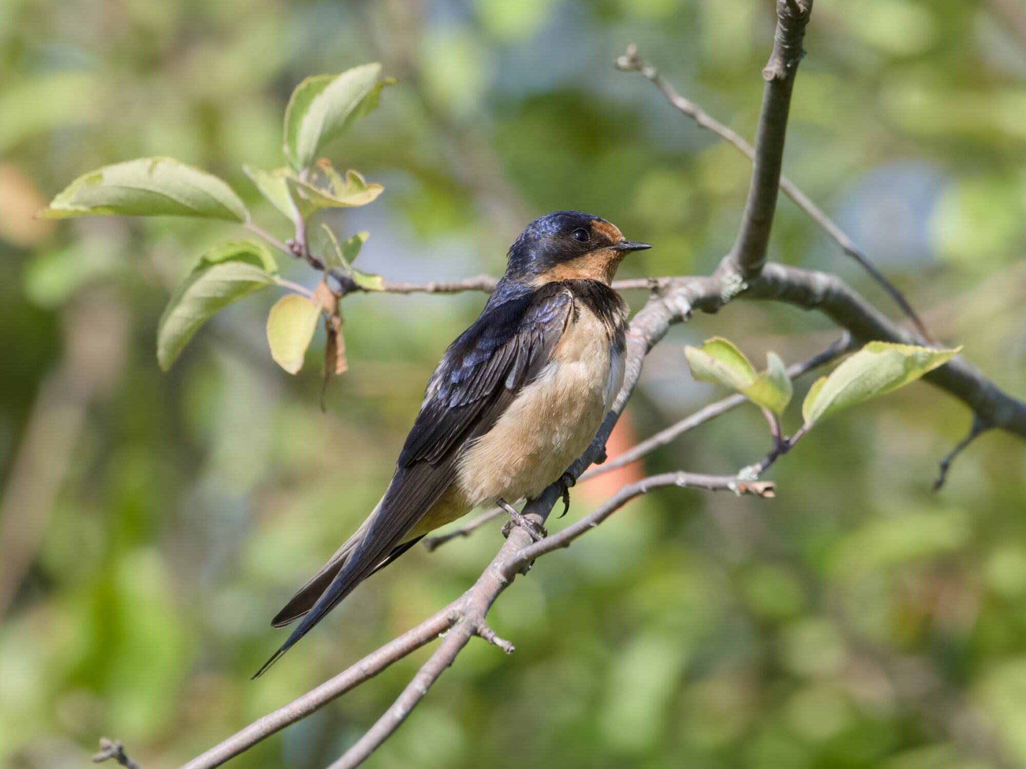 A Barn Swallow perched on a branch, in profile. Background is light green foliage