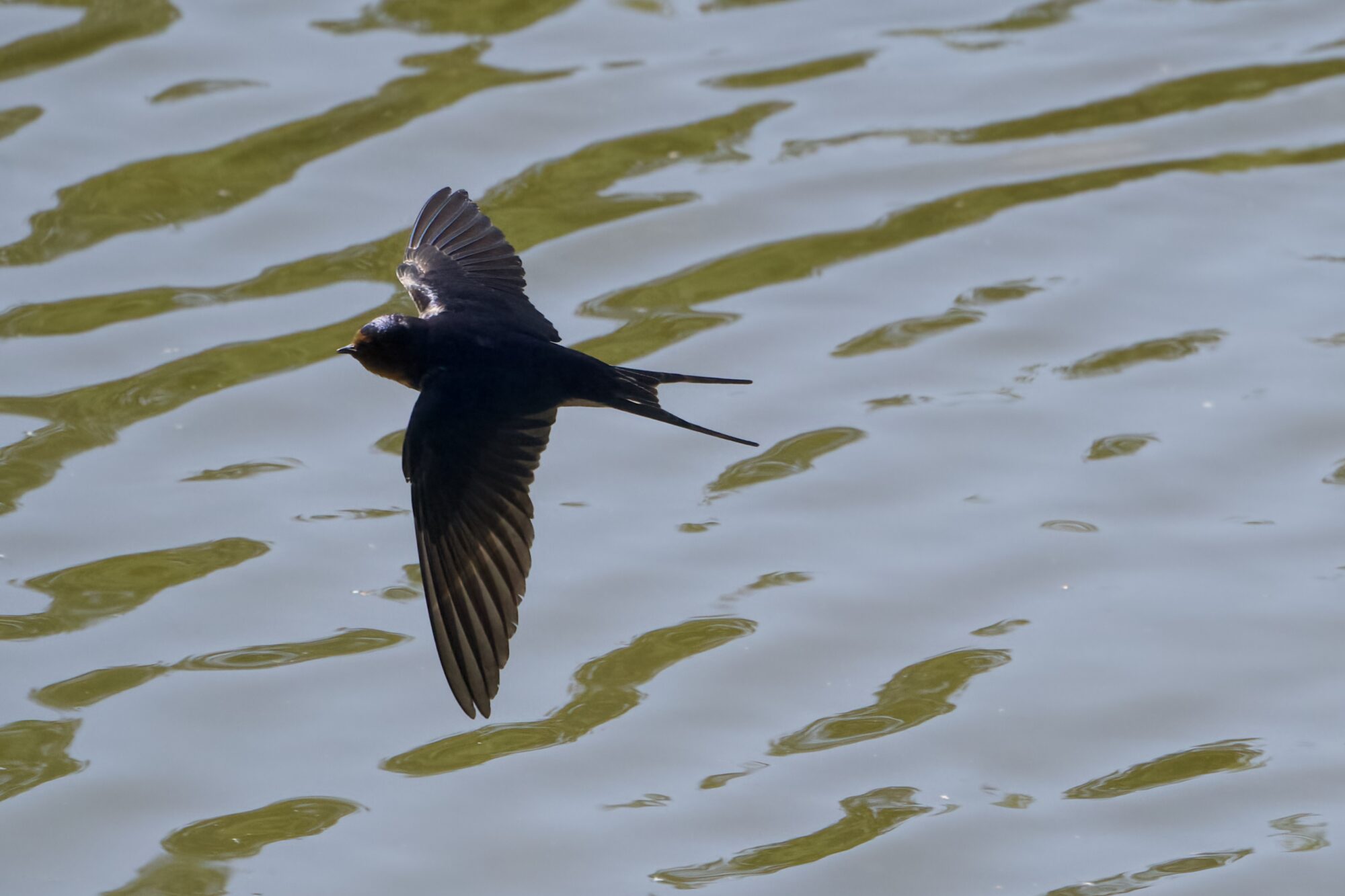 A Barn Swallow in flight, wings spread and tail contracted