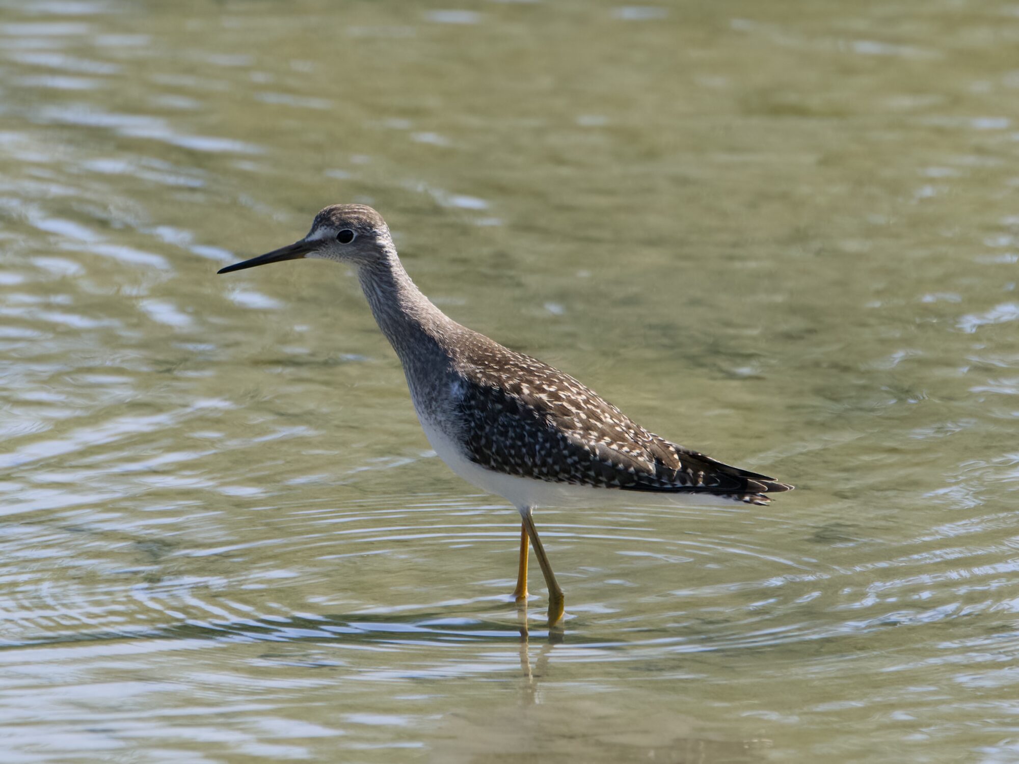 A Greater Yellowlegs in shallow greenish water