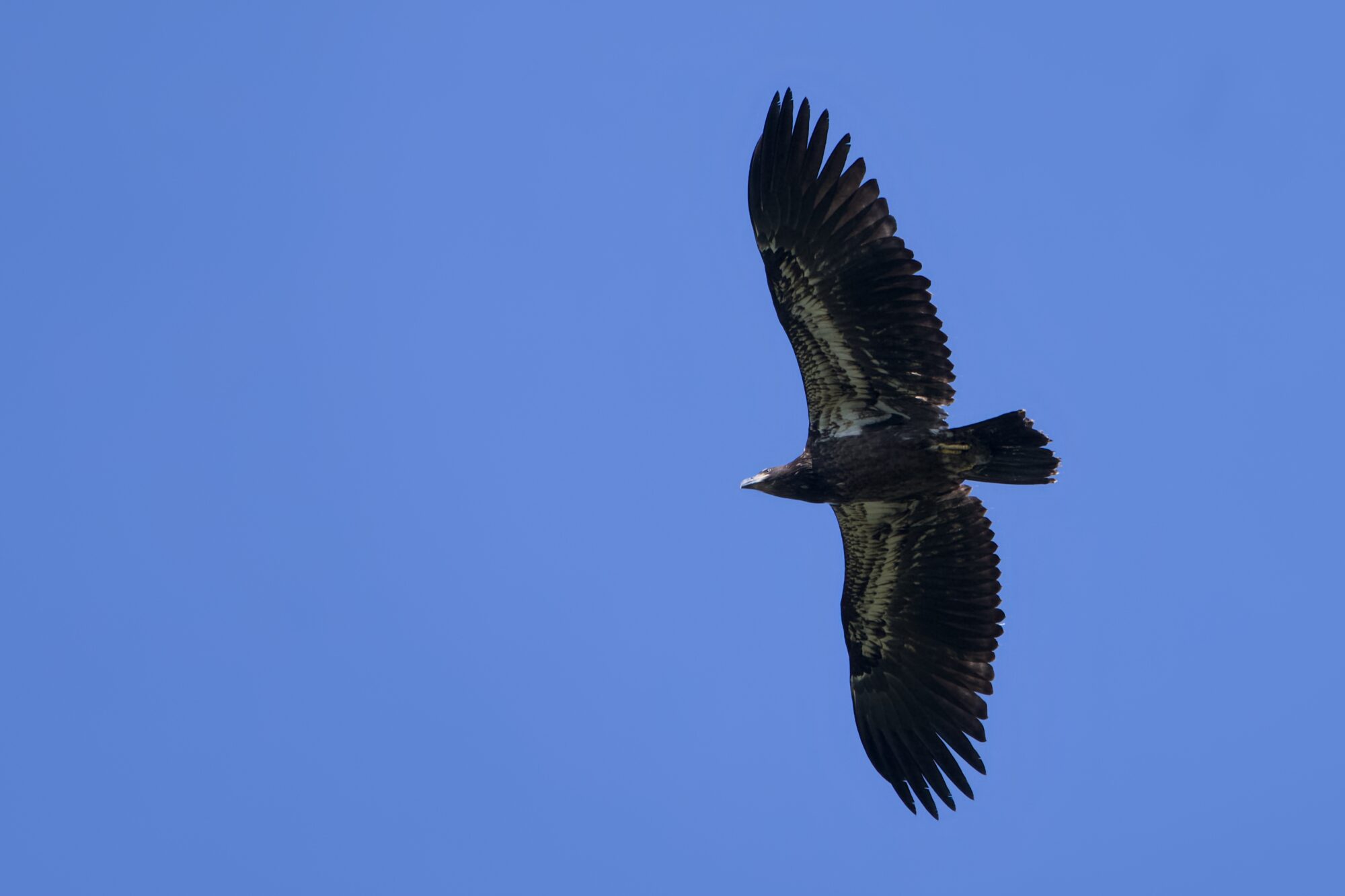 An immature Bald Eagle flying above, against a solid blue sky