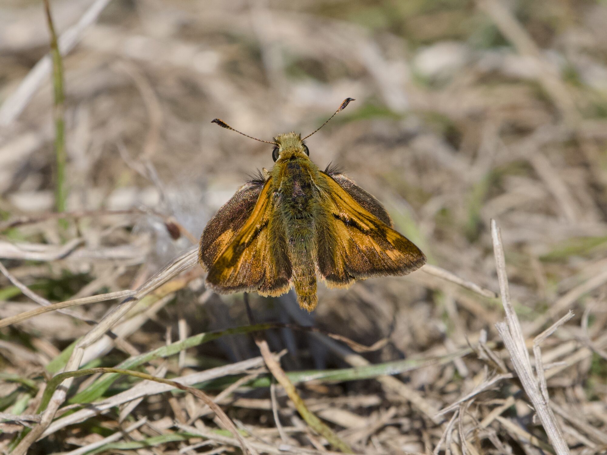 a Woodland Skipper butterfly, perched on a dried twig just inches off the ground.