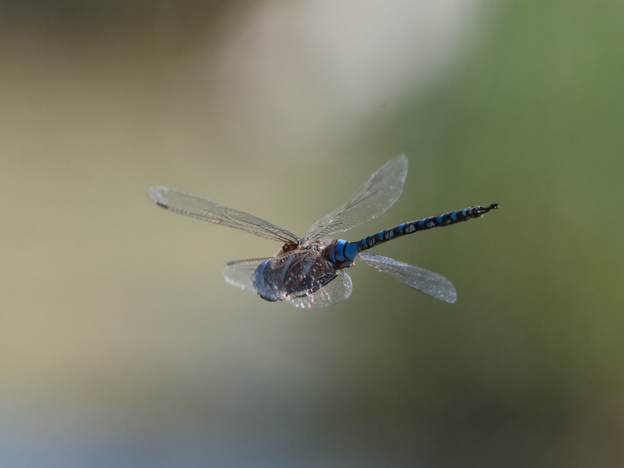 A Blue-eyed Darner dragonfly captured hovering in flight, his 4 wings posing in different directions