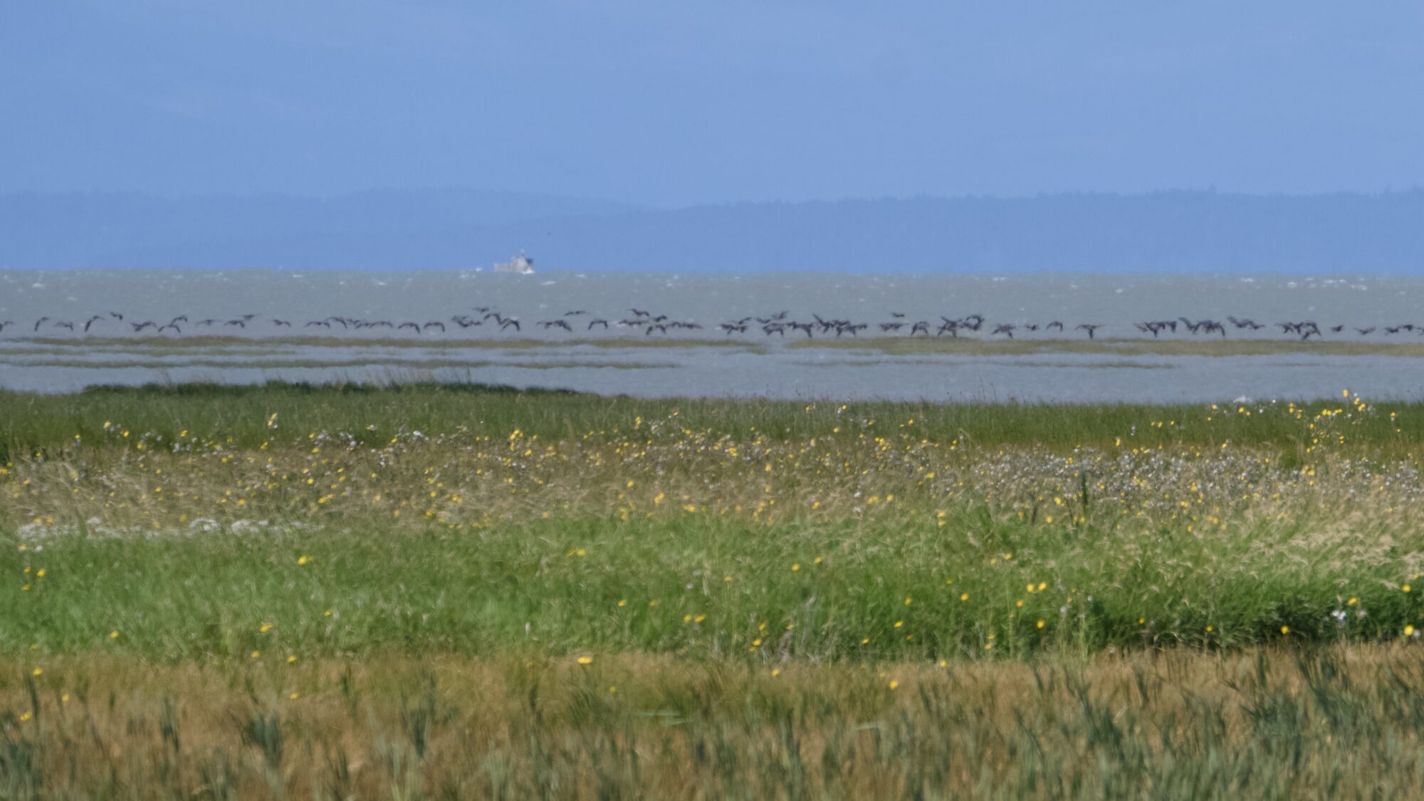 View over the marshes. A long line of Canada Geese are flying low at the edge of the water, made hazy by heat and distance