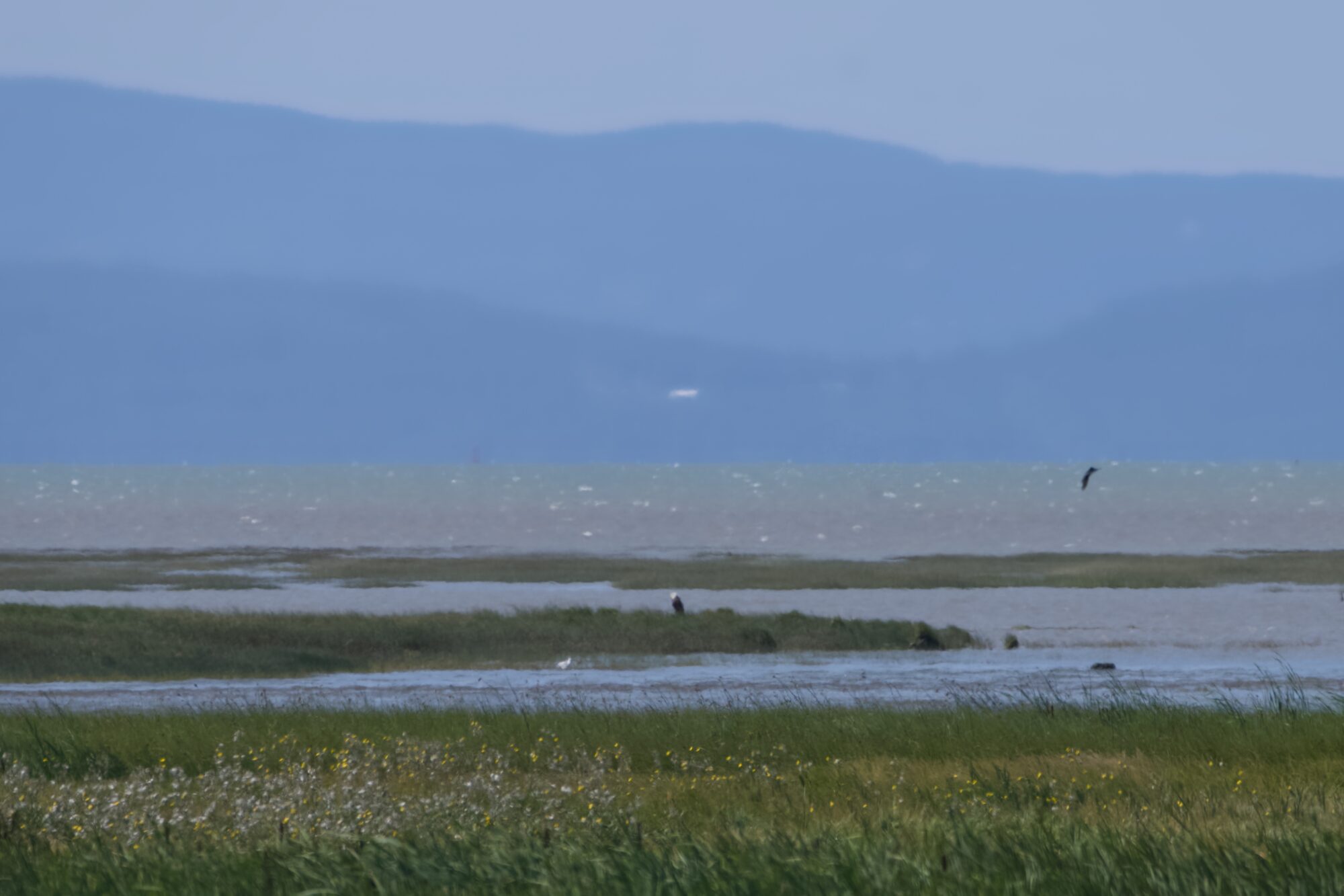 Zooming in on the edge of the marsh. We see a fuzzy Bald Eagle sitting at the water's edge