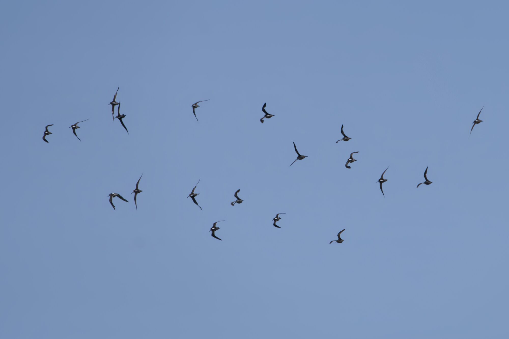 A flock of Greater Yellowlegs in flight, against a blue sky
