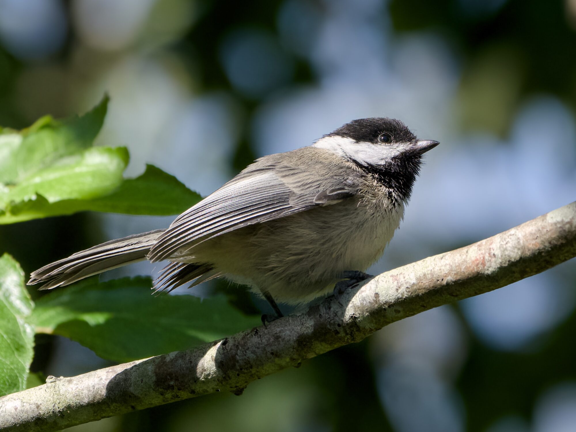 A Black-capped Chickadee on a branch a bit above eye level,