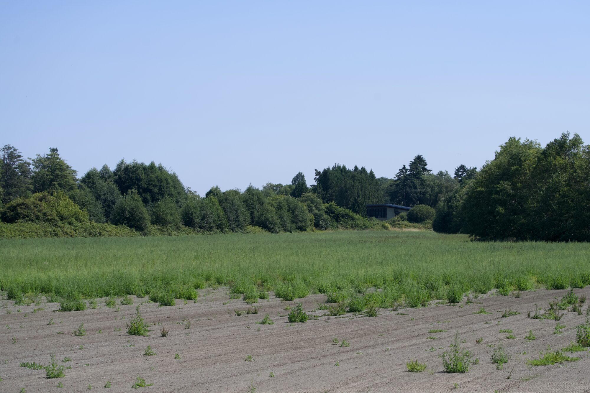 An open field, partly dry and partly covered in some kind of green vegetation. Tall trees in the background