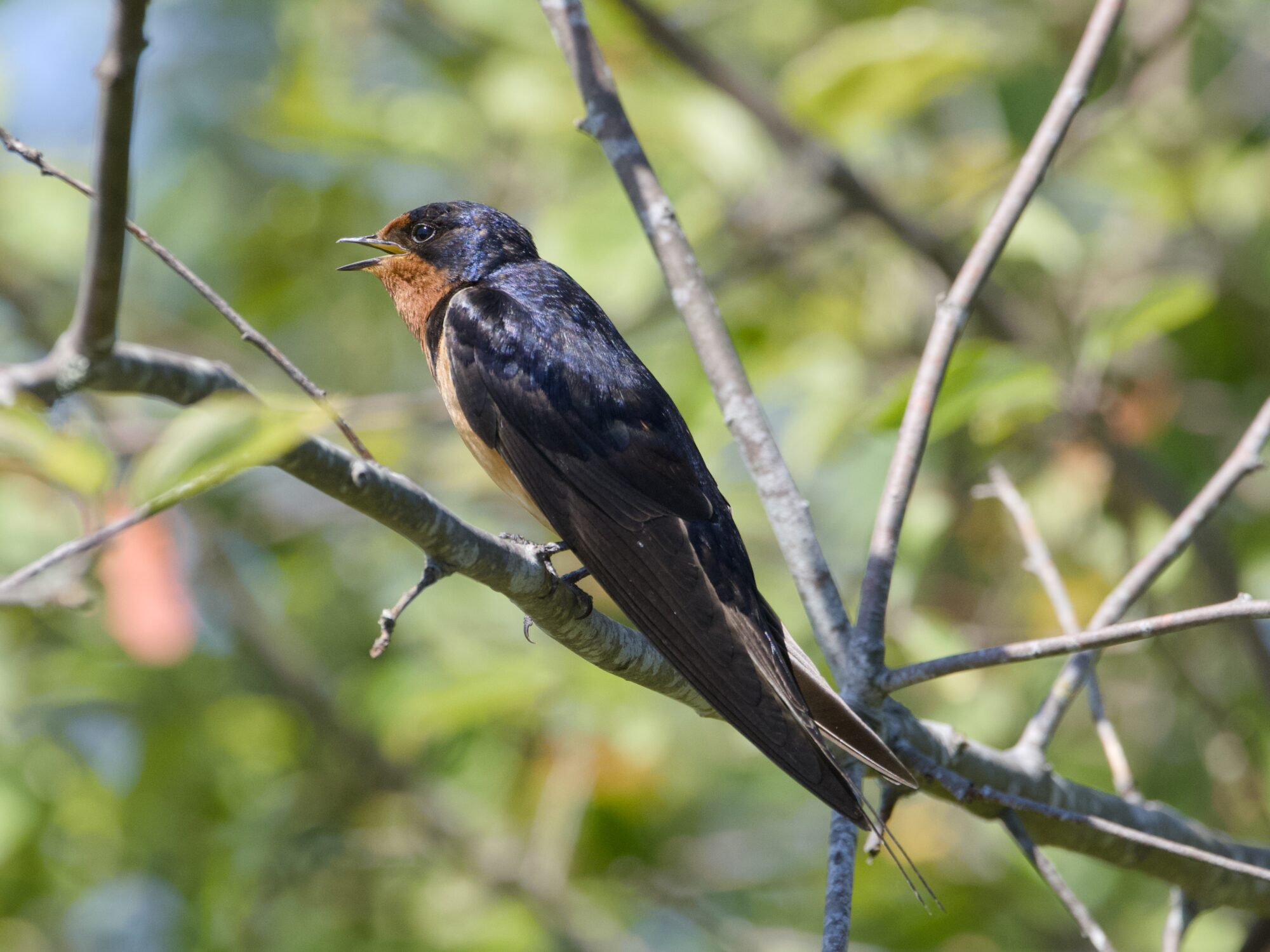 A Barn Swallow perched on a branch, calling out