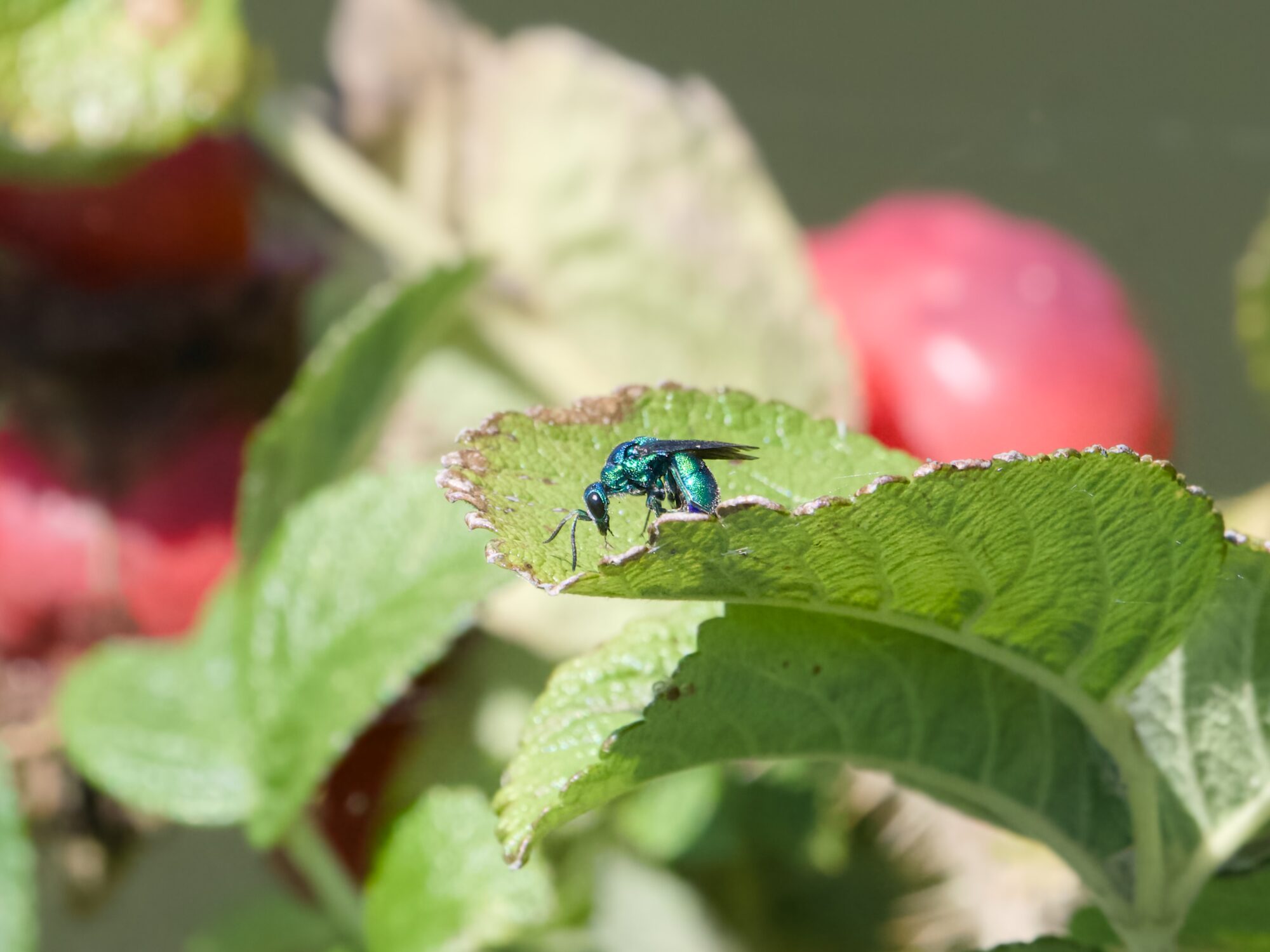 A very shiny little blue-green wasp or bee, on a leaf