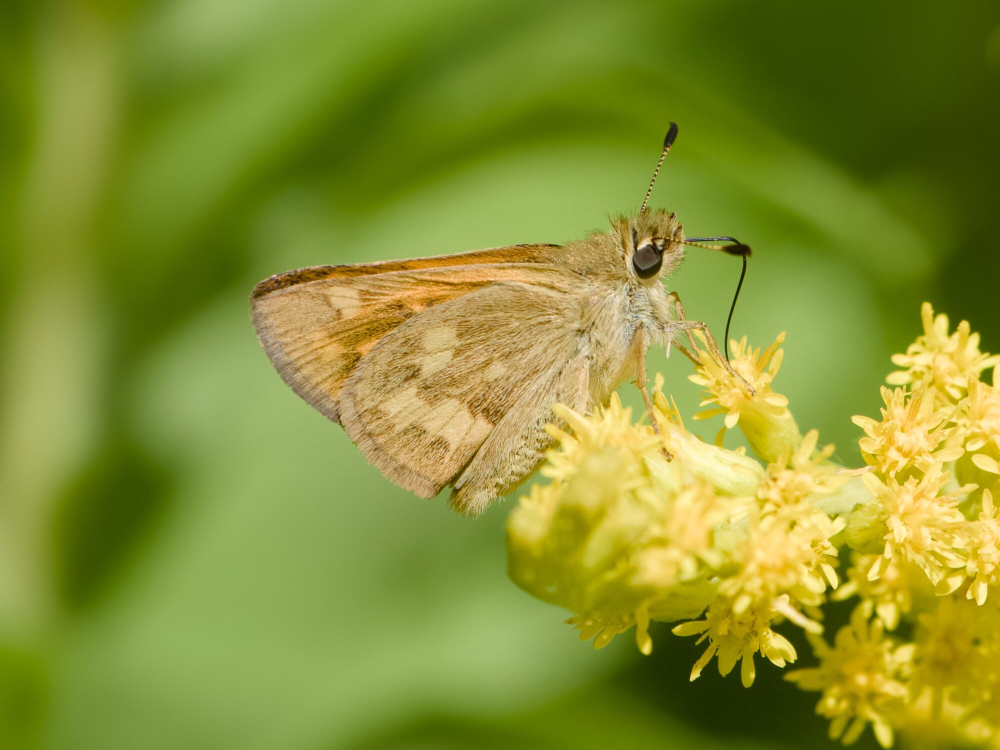 A Woodland Skipper Butterfly, sipping from a cluster of yellow flowers with its long tongue