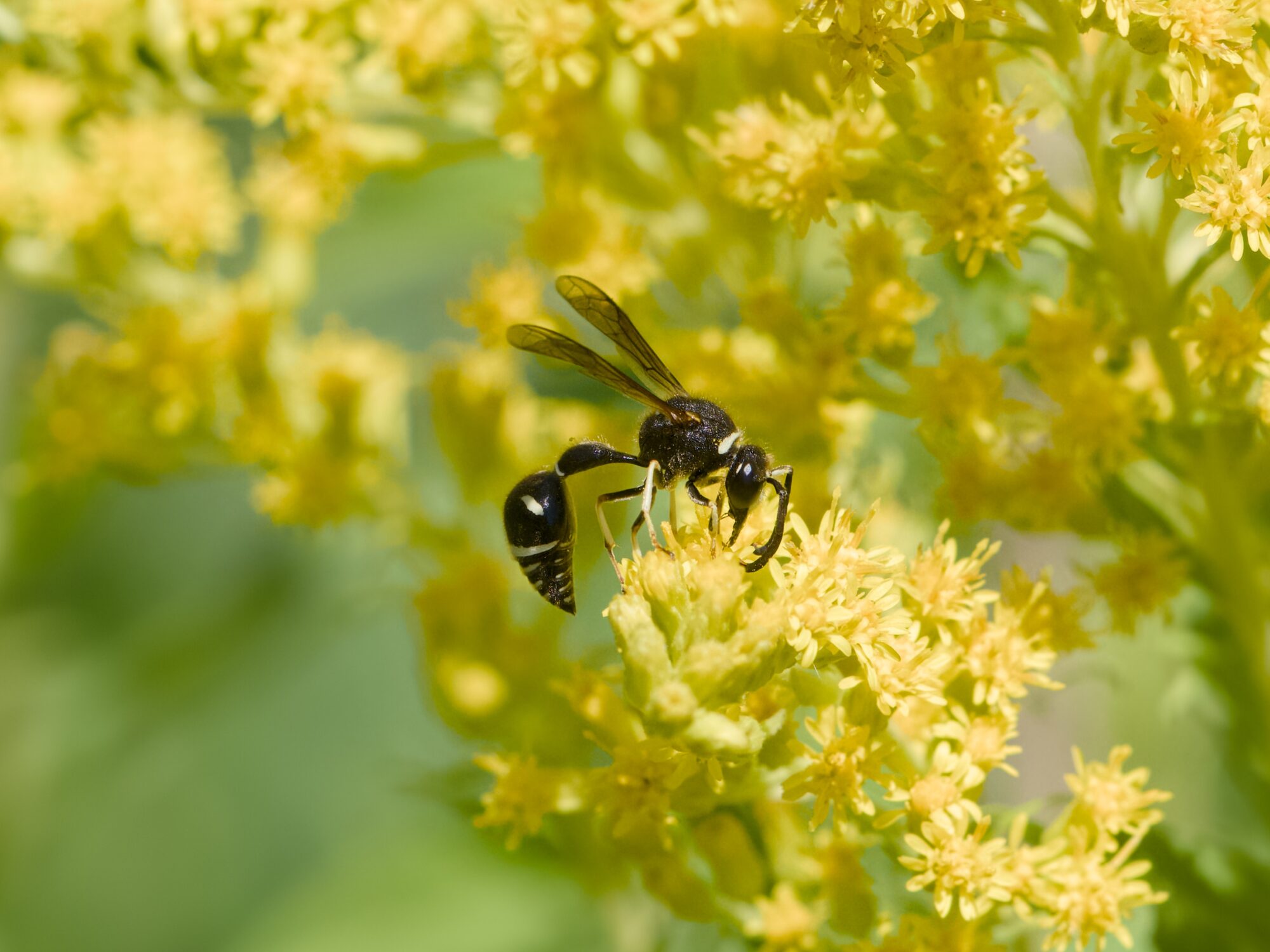 A mostly black wasp, perched on a cluster of yellow flowers. More yellow flowers in the background