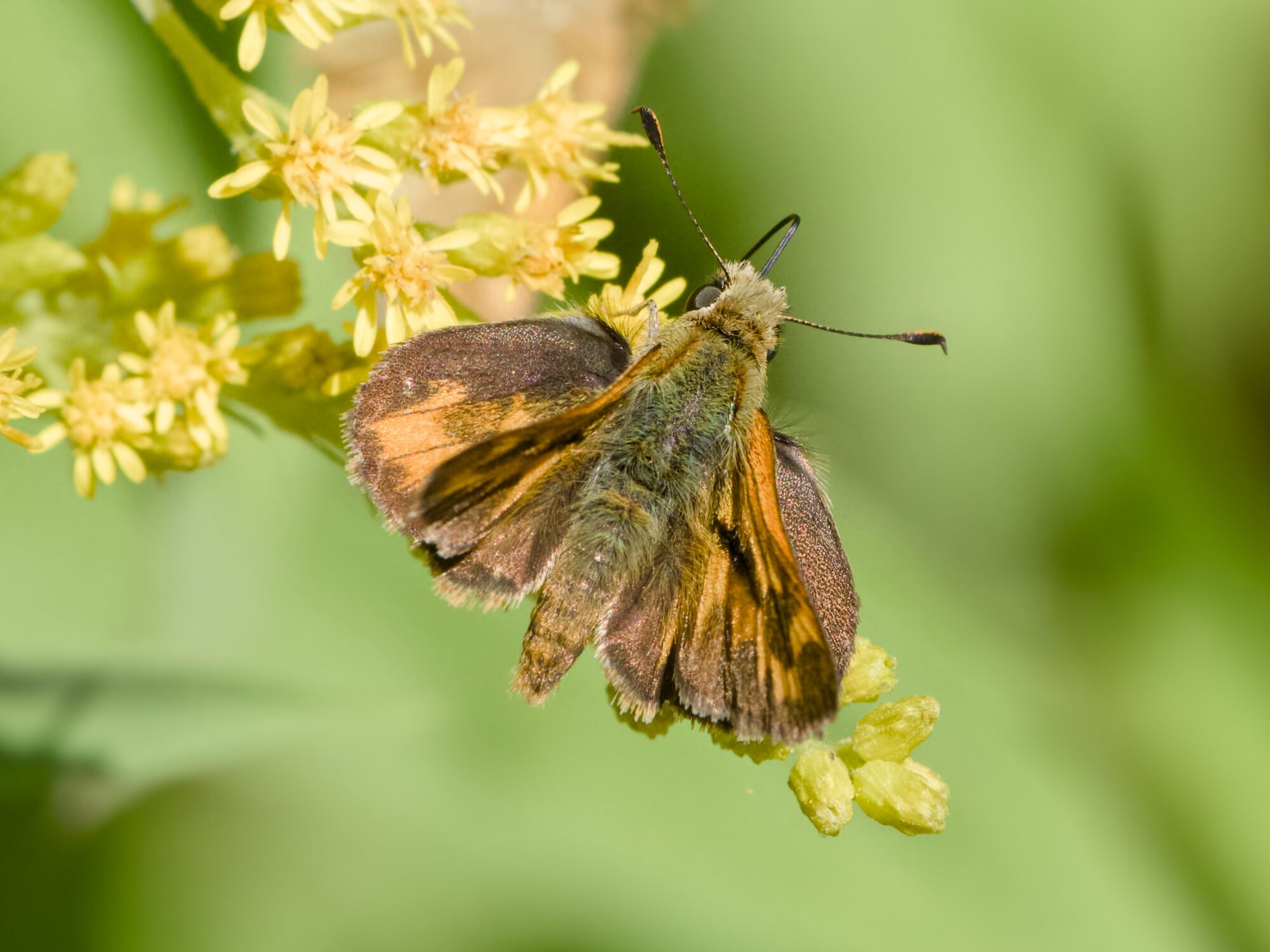 A Woodland Skipper butterfly perched on a cluster of yellow flowers