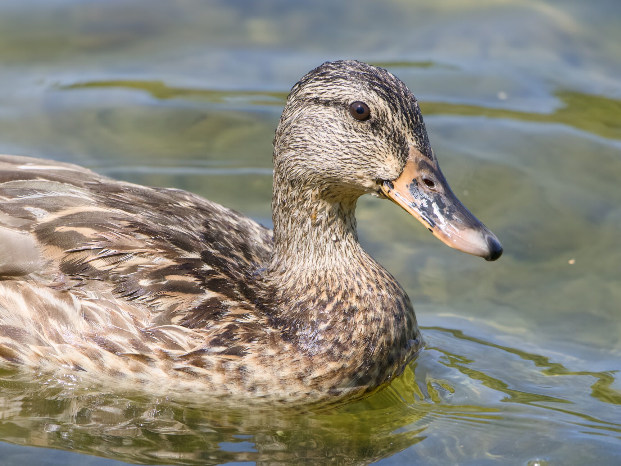 Closeup of a female Mallard duck swimming along