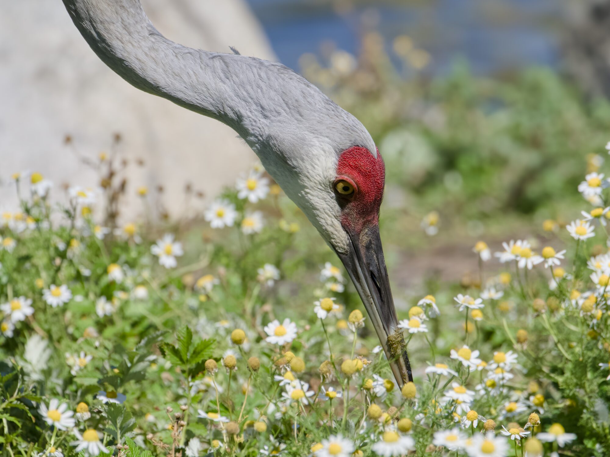 Closeup of a Sandhill Crane foraging amongst daisies
