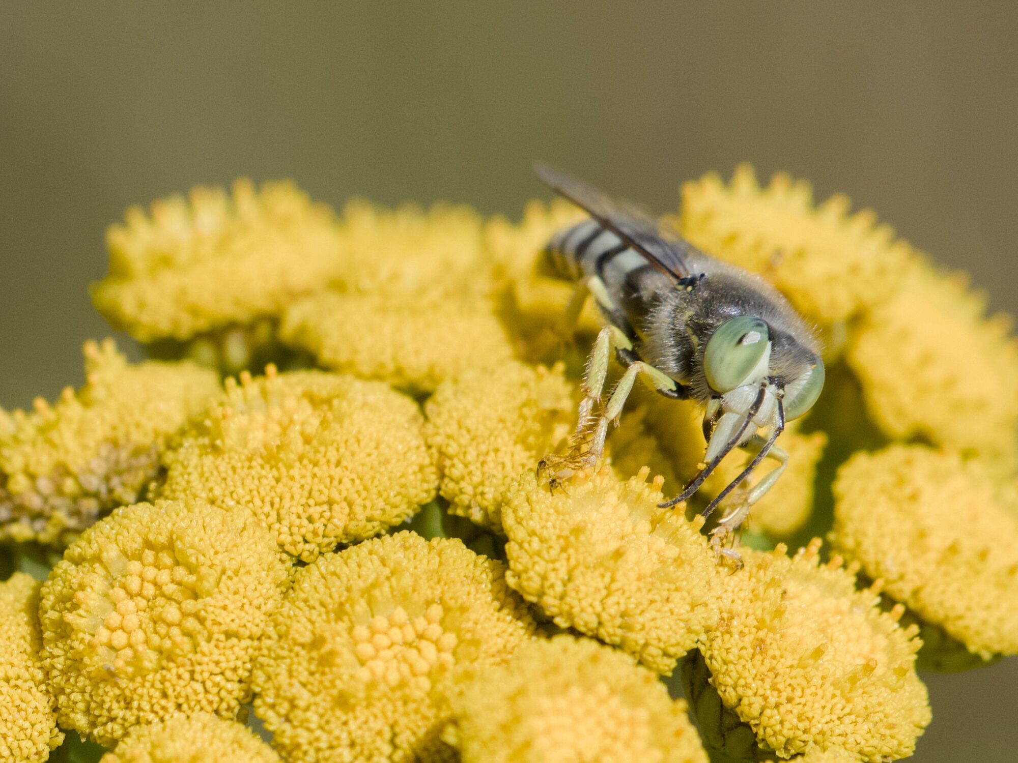 A sand wasp pollinating a cluster of tansy